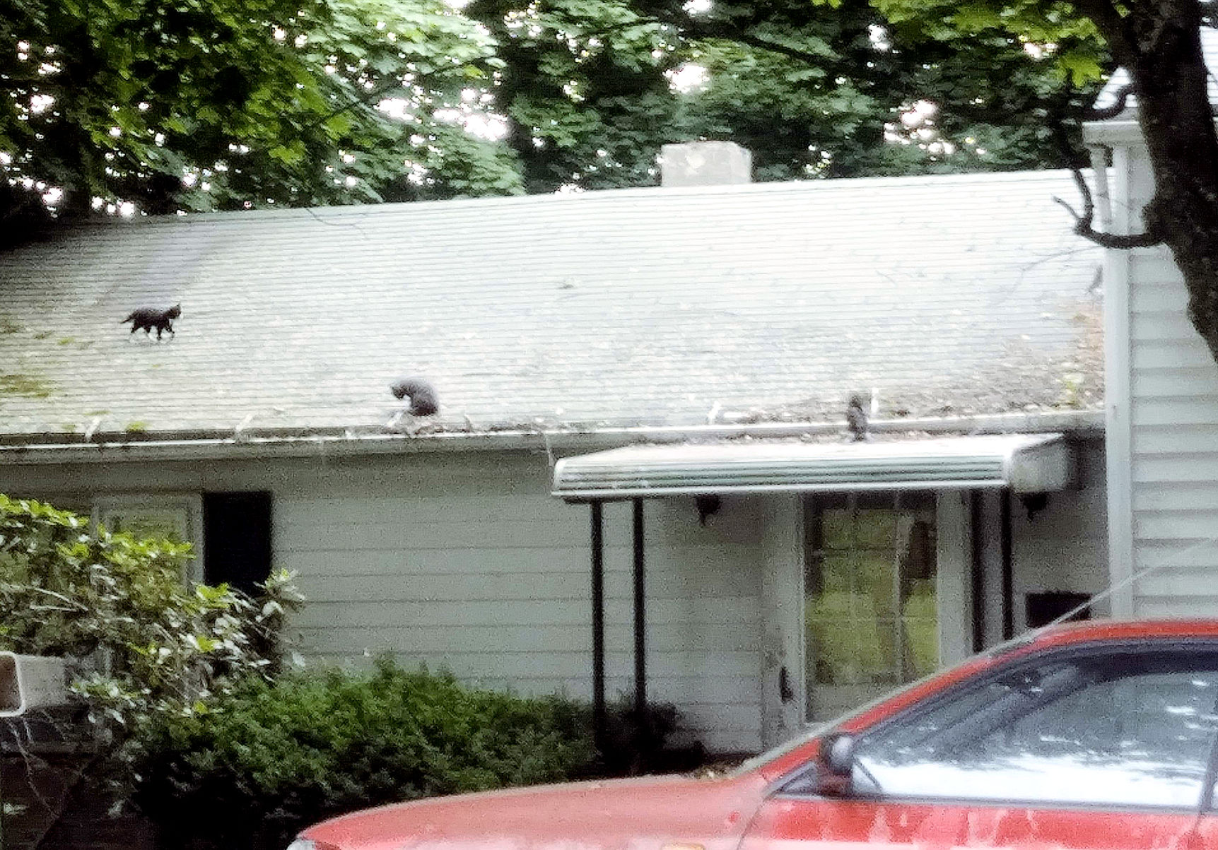 Watertown Town Council: Animal Welfare, Blight Ordinance Topics of Discussion
